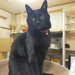 モデルのようにポーズしてくれる＝mananeko.mさん提供