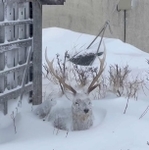 雪のなかに置かれた鹿の置物かと思いきや…（画像は動画のスクリーンショット）