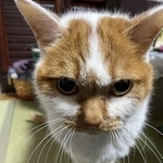 茶白の梵天くん