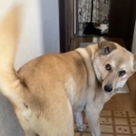 上目遣いでお尻をフリフリするてんくん（画像は動画のスクリーンショット）