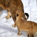 そのボールは噛んじゃダメェエエ！（2/4）（提供画像）