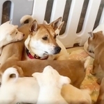 母親犬・ミルキーと、その子どもの9頭のワンコ