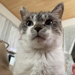 まん丸なお顔のボスくん