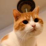 まん丸お顔のおちゃまるくん（飼い主さん提供）