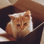 捨てられていた猫を拾ったあと、また捨てたケースはどのような犯罪になるのでしょうか　※画像はイメージです（irissca/stock.adobe.com）