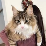 【ビフォー写真】お風呂に入る前はモフモフ猫ちゃん（「しろあんでっかい北欧猫」さん提供）