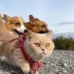 最初は一緒に歩いていた＝ちいむうととろさん（@muchi21067312）提供