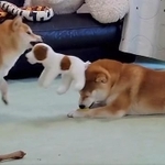 妹豆柴が振り回すぬいぐるみに当たる兄柴犬が話題（「シヴァ犬こむぎっす　豆シヴァわらび」さん提供、Twitterよりキャプチャ撮影）