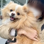 「第一希望」の人に抱っこされたピカルディくん（画像提供：飼い主さん）