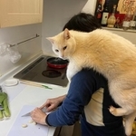 台所で調理中とりつく白い妖怪猫が話題に（こいずみまりさん提供）