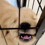 なんて大胆不敵な寝顔！ こいつはきっと大物になるぜ…　生後1カ月のゴールデンレトリバーの赤ちゃんに「萌えキュン」