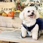 心ある里親さんの元で平和で幸せな第2の犬生をおくることになったモナちゃん