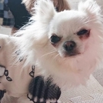 チワワの保護犬・ちーむす