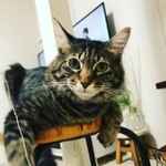 猫じゃらしを持って近づくと、「早く！」とやる気満々＝kotonet822さん提供