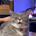 激しめになでられて”ホゲ顔”全開の猫が話題に（ラム@極短マンチカンさん提供、Twitterよりキャプチャ撮影）