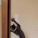 ふすまを開けるキジトラ猫が話題に。ふすまの向こうには絶望が待っていた…（いり爺さん提供、Twitterよりキャプチャ撮影）