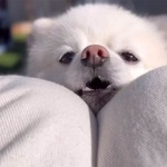 可愛さを自覚しているだろ…！？（画像提供：ぼく、ポメラニアンのぽんちゃん！）