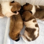 左上からフラン（オス）、ほたる（メス）、ヘンリー（オス）、まひろ（メス）