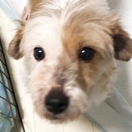 アシンメトリーの毛色がなんともかわいい保護犬・ねるちゃん