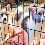 臨月の状態の保護犬から誕生した2頭のワンコ、ダンバンとスンミン