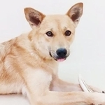 生後3～13週間を野犬の群れで過ごした保護犬・スシア