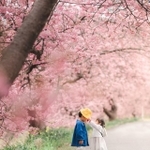満開の桜が、二人が醸し出す雰囲気にぴったり＝Masaya "パパカメラマン"さん（@88Masaya）提供