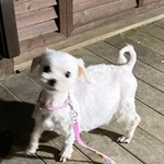 保護当時、そのお腹には6頭の赤ちゃんがいました