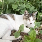 広島で虐殺された猫は野生化した「ノネコ」ではなく、地元でかわいがられていた「地域猫」だった（ photoACよりmary0000さん撮影、イメージ画像で殺害された猫ではありません）