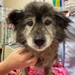 幸いにも骨折など体に異常はなかったという老犬（「LYSTA」代表・鈴木さん提供）