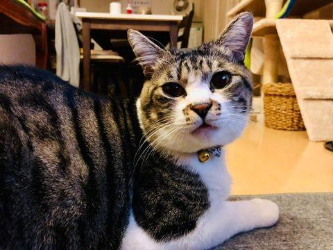 ゴミステーションで鳴いていた猫は喉に深い傷 人懐こい性格がみんなを