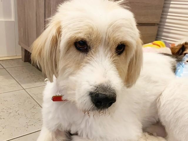 こいつだけは渡さん！」多頭飼育崩壊招いた男性が拒み続けたミックス犬
