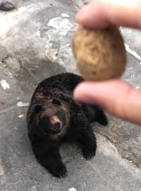 奇跡すぎるし素晴らしいカメラワーク」クマにエサをあげようと思ったら