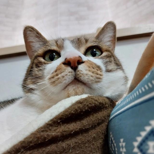 まったりくつろぐ虎くん＝maru_tora_ao提供