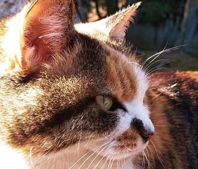 5千匹に1匹！ オスの三毛猫はなぜ激レアなのか？ 遺伝子で決まる猫たち