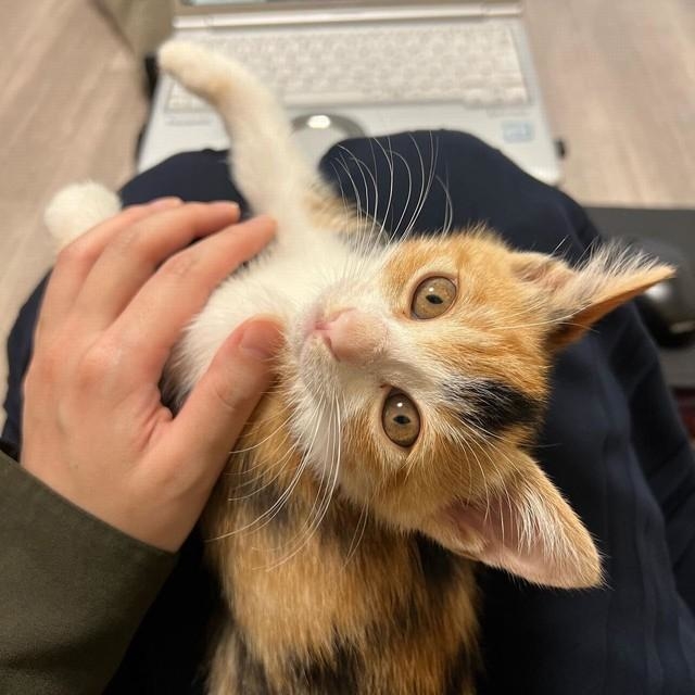 膝の上でリラックス（画像提供：齋藤さん）