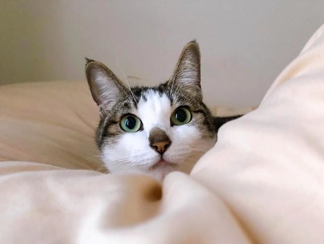 非の打ちどころの無い美人＝napo_napo_さん提供