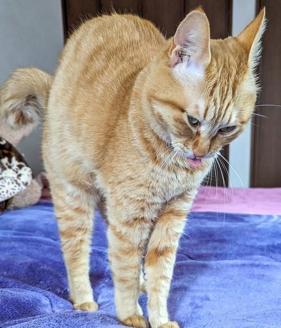 おすわり猫ちゃんのプリンパフェ さばとら 立ち込め
