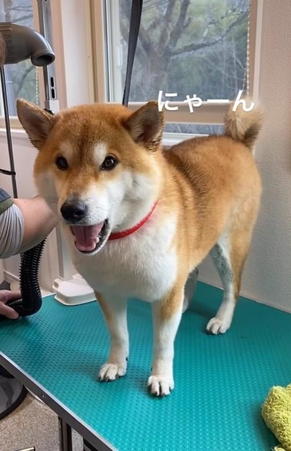 なんか柴犬によく似た猫ですね」にゃーんと鳴く犬さんに驚き