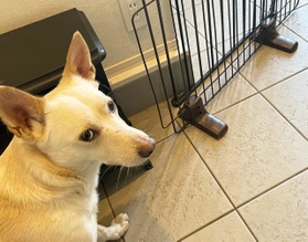 保護犬カフェPETSの看板犬・かりん（メス）