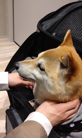 病院の検査で両性具有と分かった柴犬が話題（柴犬花火さん提供）