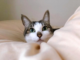 非の打ちどころの無い美人＝napo_napo_さん提供