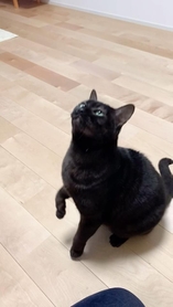 行くぞ～！＝mosscat25さん提供