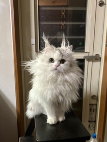 実験で爆発した博士みたい！！…毛づくろいが下手すぎる猫ちゃん