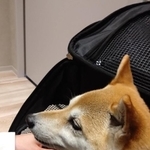 病院の検査で両性具有と分かった柴犬が話題（柴犬花火さん提供）