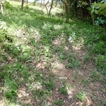 踏み荒らされ、土肌が見えている希少植物の保護地（横浜市立金沢動物園提供）