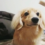 特別なおやつに目がキラキラ＝chacha.sapporo113さん提供