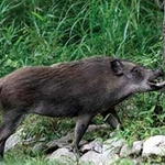 自然の中で遭遇する可能性がある危険な生き物・植物とは？