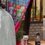 チビポメのほこりちゃん。ちょっとだけ”店番”しました！（「Little dog hokori」さん提供、Instagramよりキャプチャ撮影）