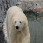 プールの縁を颯爽と。モートにもたっぷり水が入り「２段重ね」（2023.3 東山動植物園）