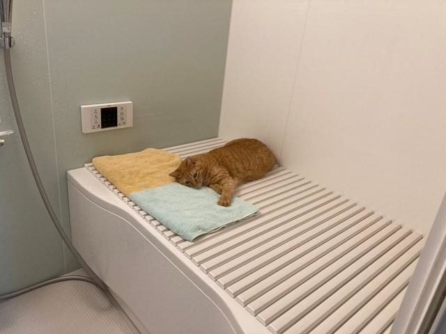 岩盤浴をする猫様 岩盤浴をする猫様